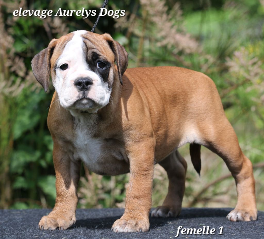 Aurely's Dogs - Chiots disponibles - Bulldog continental