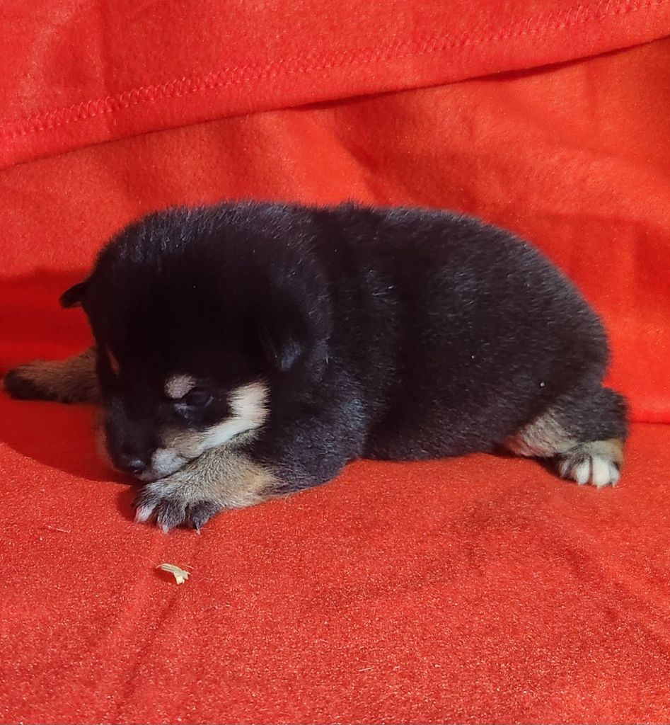 Aurely's Dogs - Chiots disponibles - Shiba