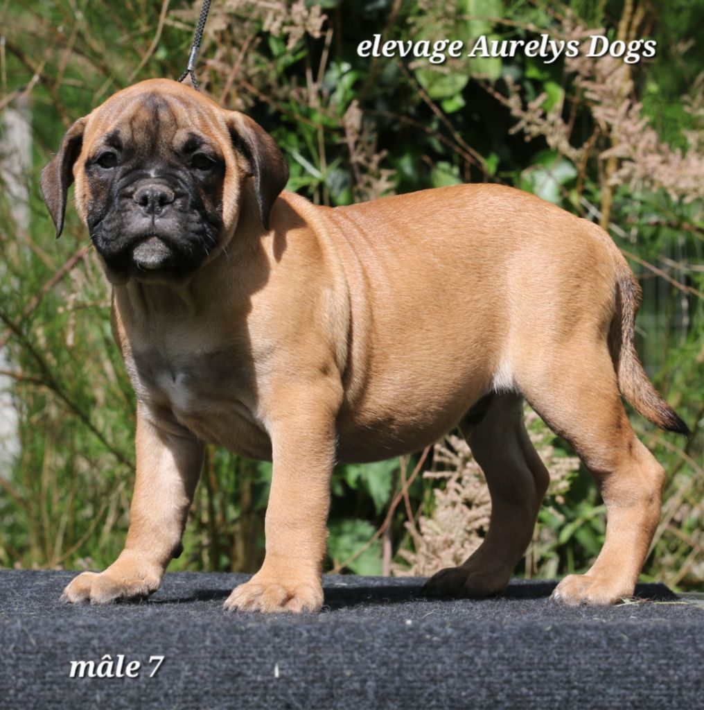 Aurely's Dogs - Chiots disponibles - Bulldog continental