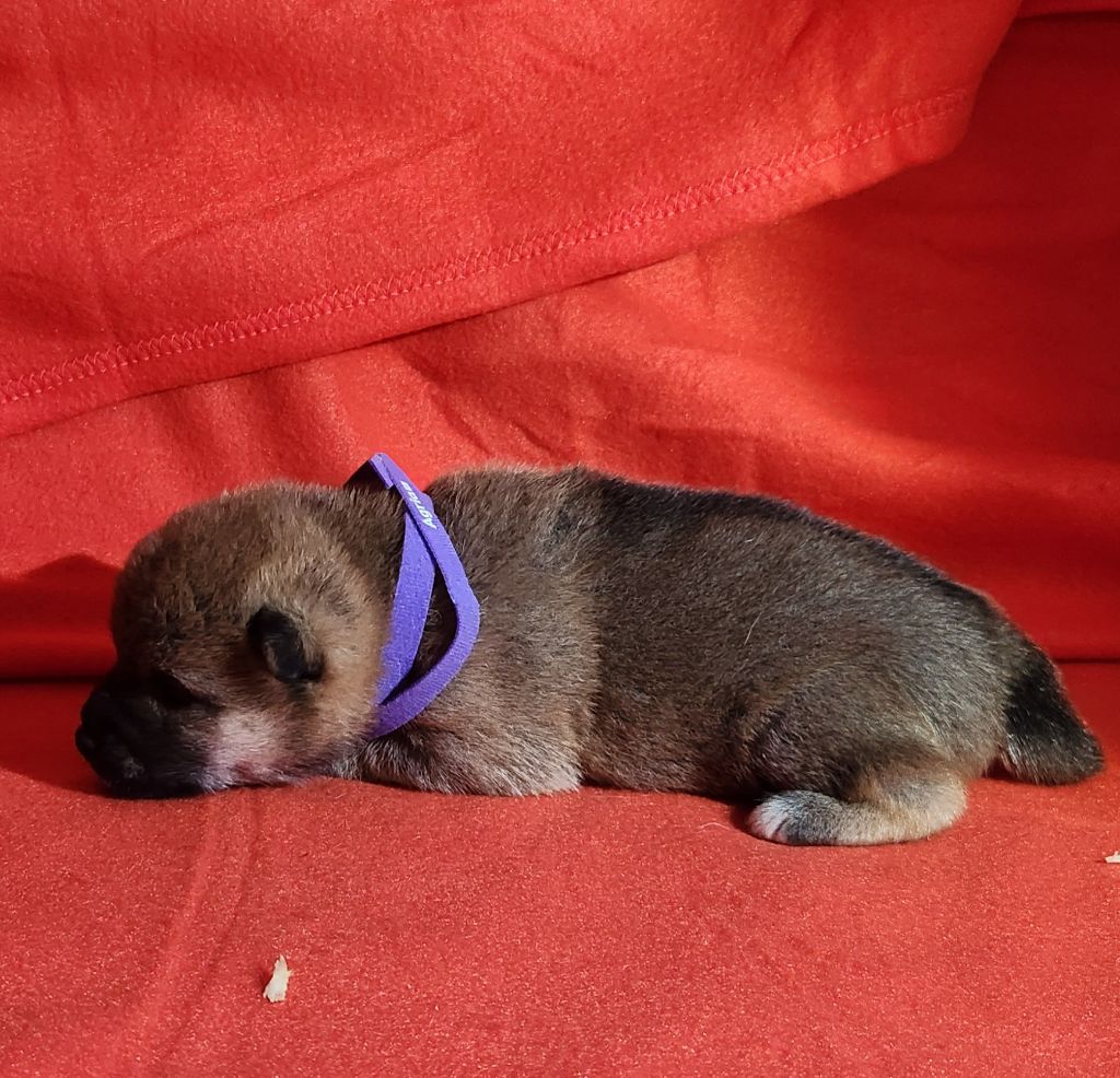Aurely's Dogs - Chiots disponibles - Shiba