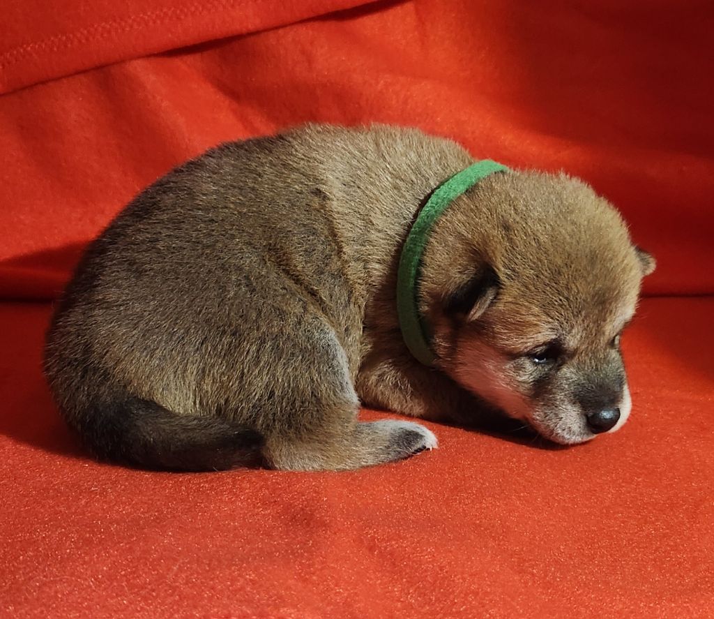 Aurely's Dogs - Chiots disponibles - Shiba