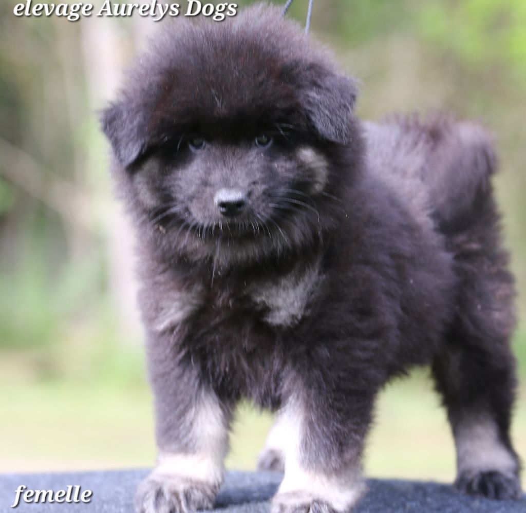 Aurely's Dogs - Chiots disponibles - Eurasier