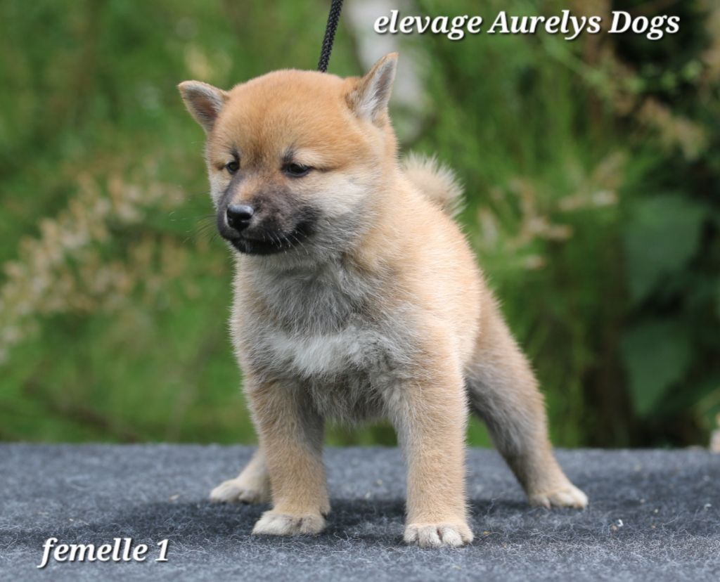 Aurely's Dogs - Chiots disponibles - Shiba