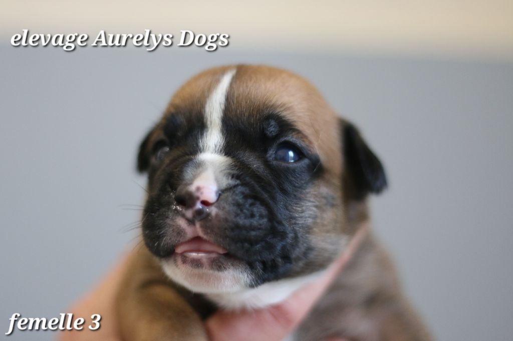 Aurely's Dogs - Chiots disponibles - Bulldog continental