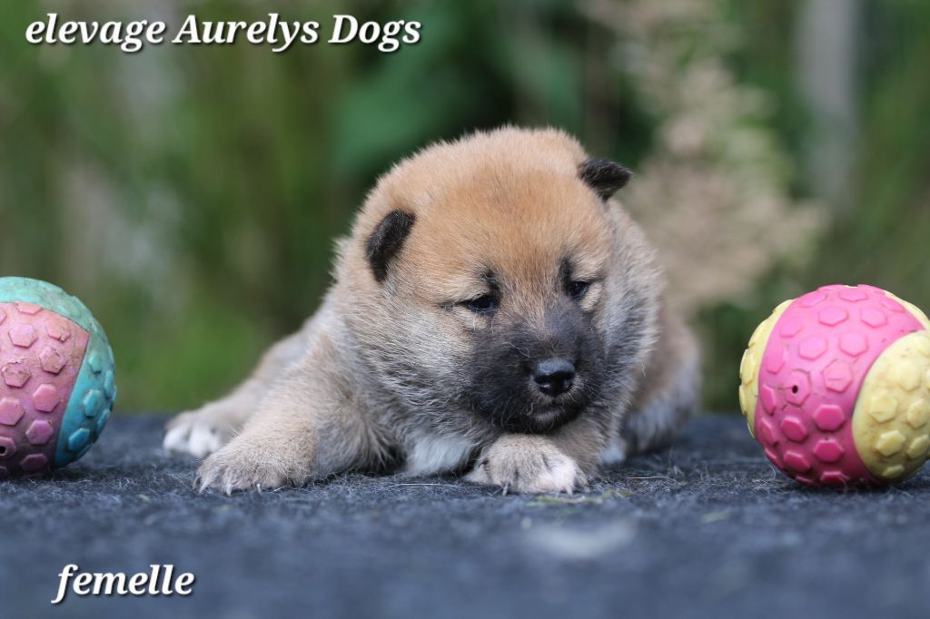 Aurely's Dogs - Chiots disponibles - Shiba
