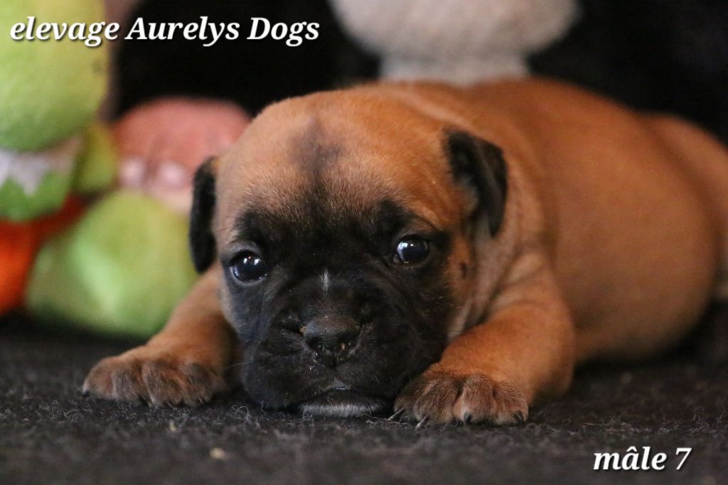 Aurely's Dogs - Chiots disponibles - Bulldog continental