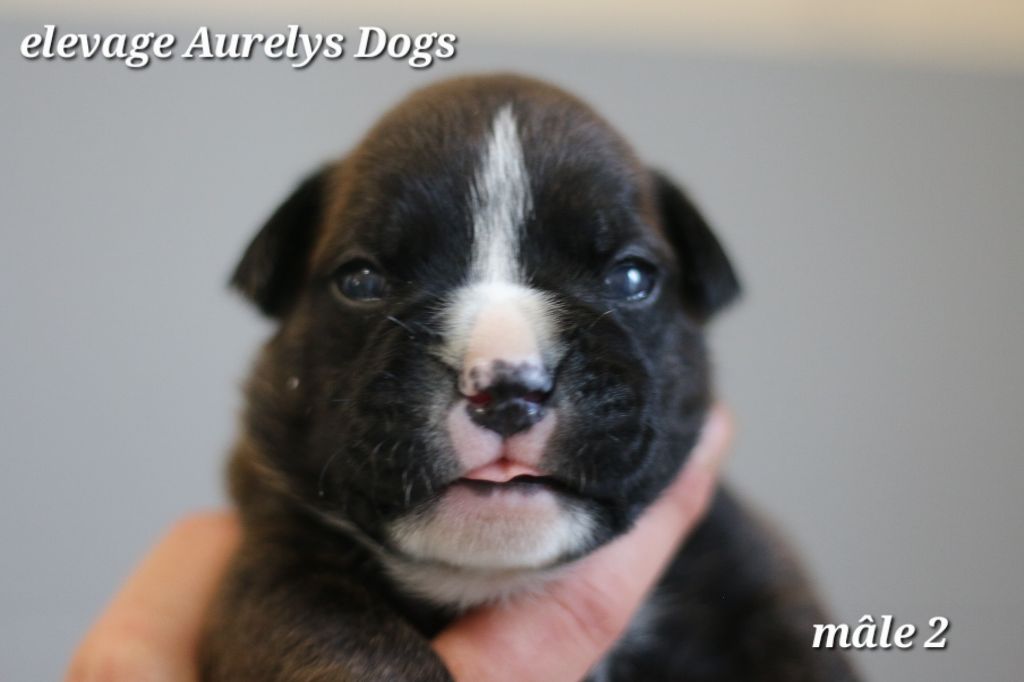 Aurely's Dogs - Chiots disponibles - Bulldog continental