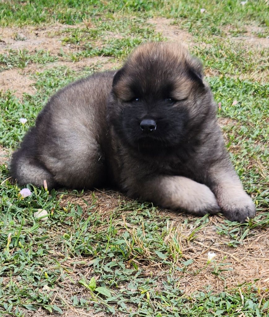 Aurely's Dogs - Chiots disponibles - Eurasier