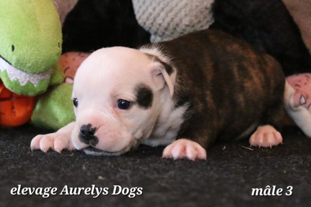 Aurely's Dogs - Chiots disponibles - Bulldog continental