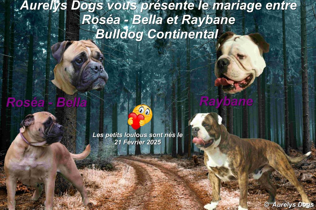 Aurely's Dogs - Bulldog continental - Portée née le 21/02/2025