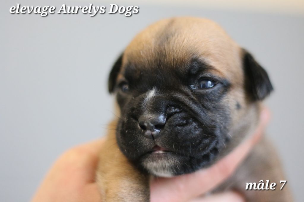 Aurely's Dogs - Chiots disponibles - Bulldog continental