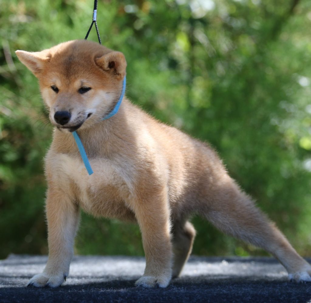Aurely's Dogs - Chiots disponibles - Shiba