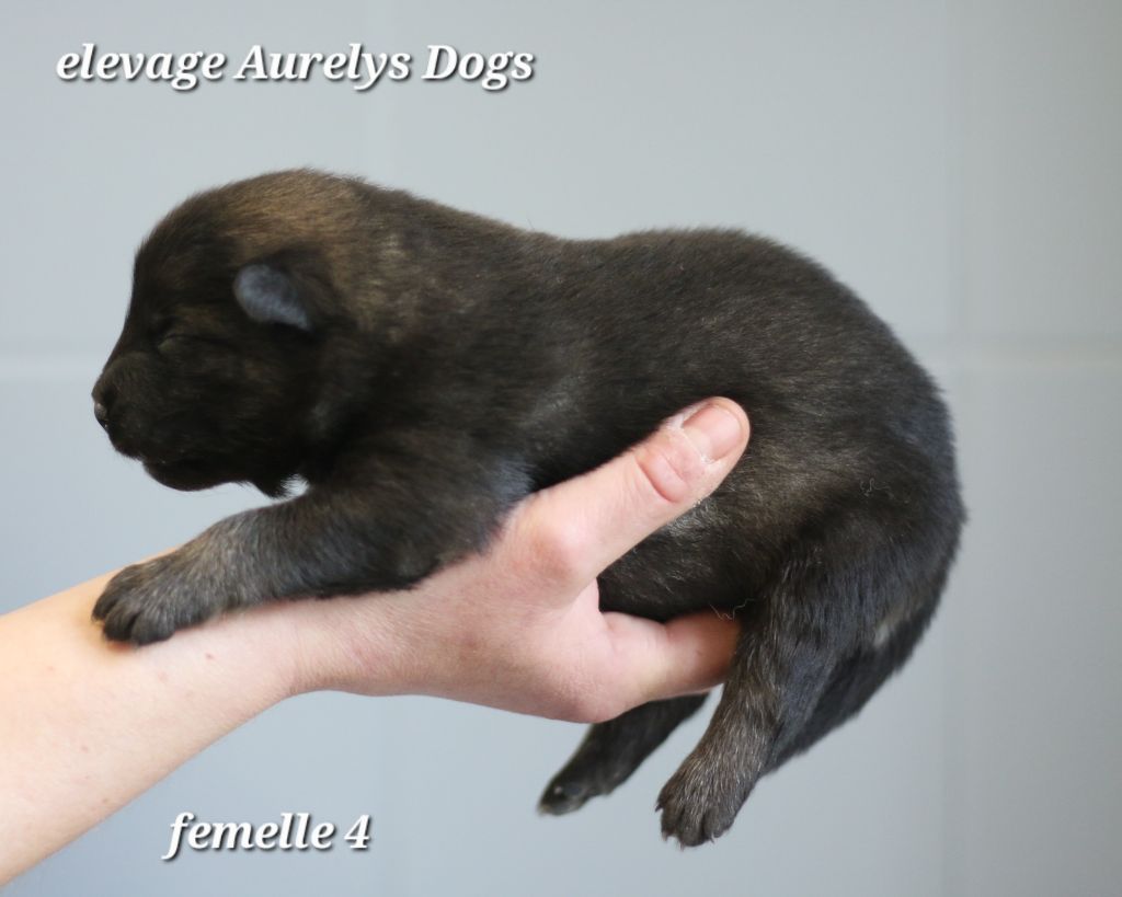 Aurely's Dogs - Chiots disponibles - Eurasier