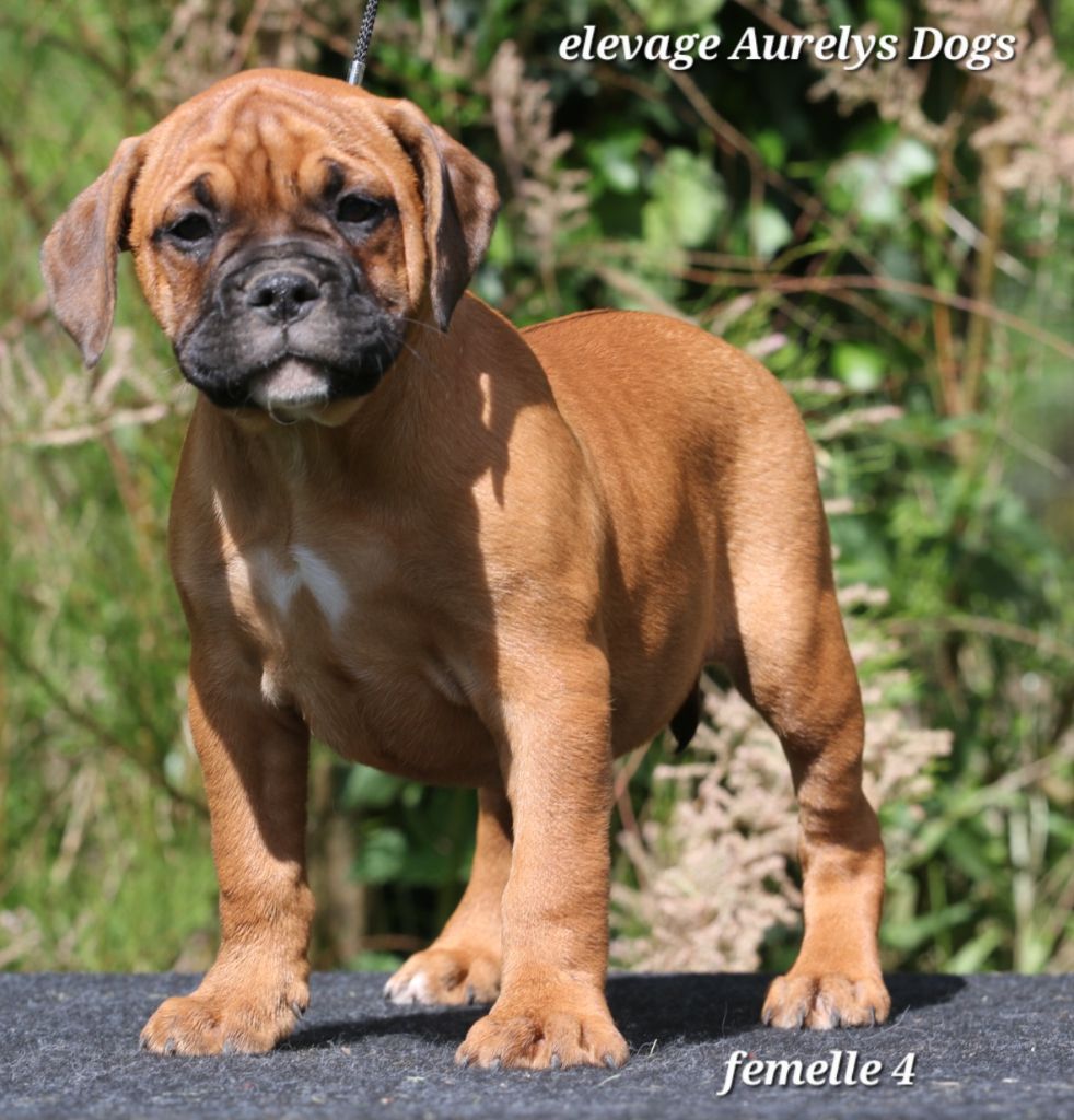 Aurely's Dogs - Chiots disponibles - Bulldog continental