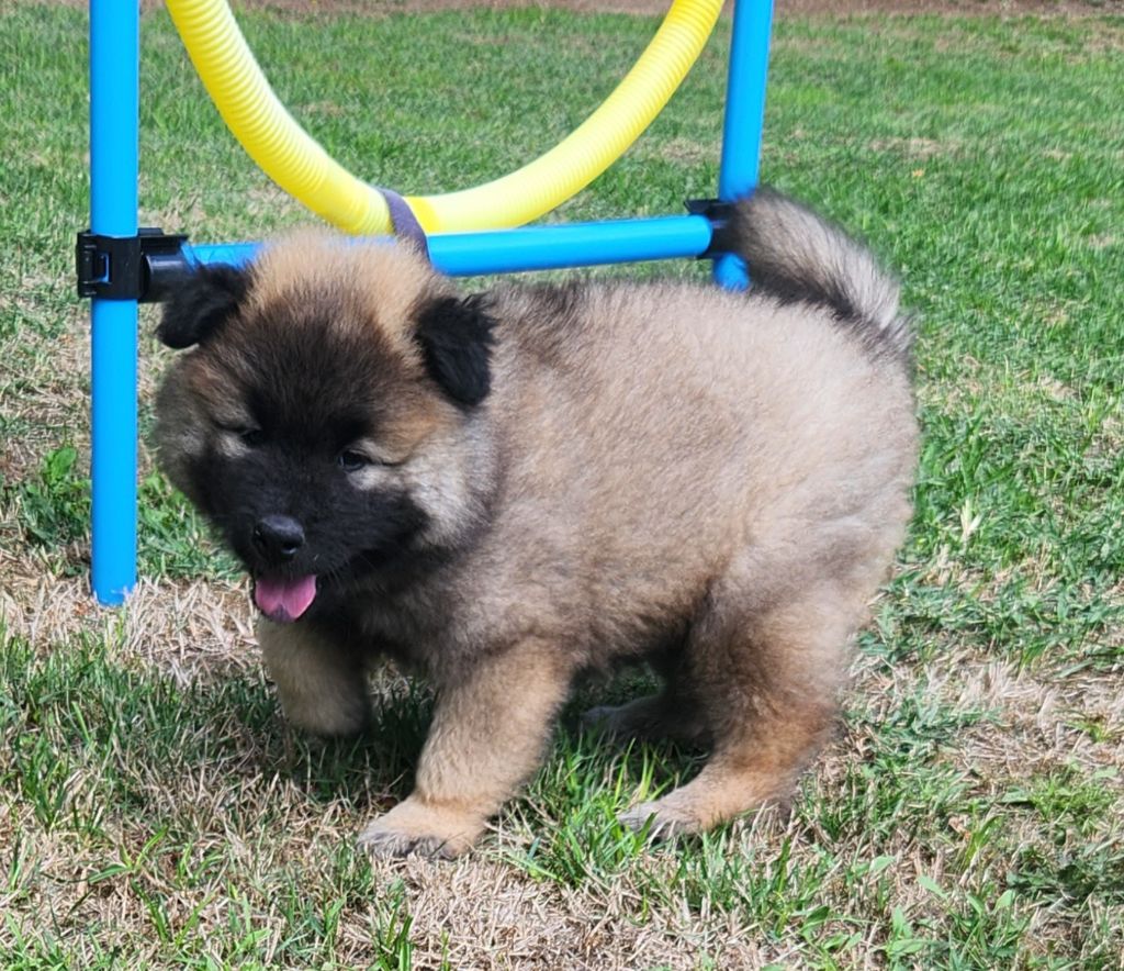 Aurely's Dogs - Chiots disponibles - Eurasier