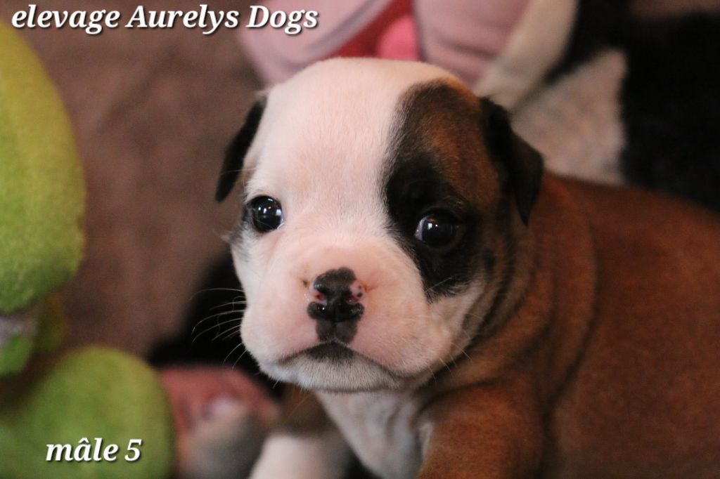 Aurely's Dogs - Chiots disponibles - Bulldog continental