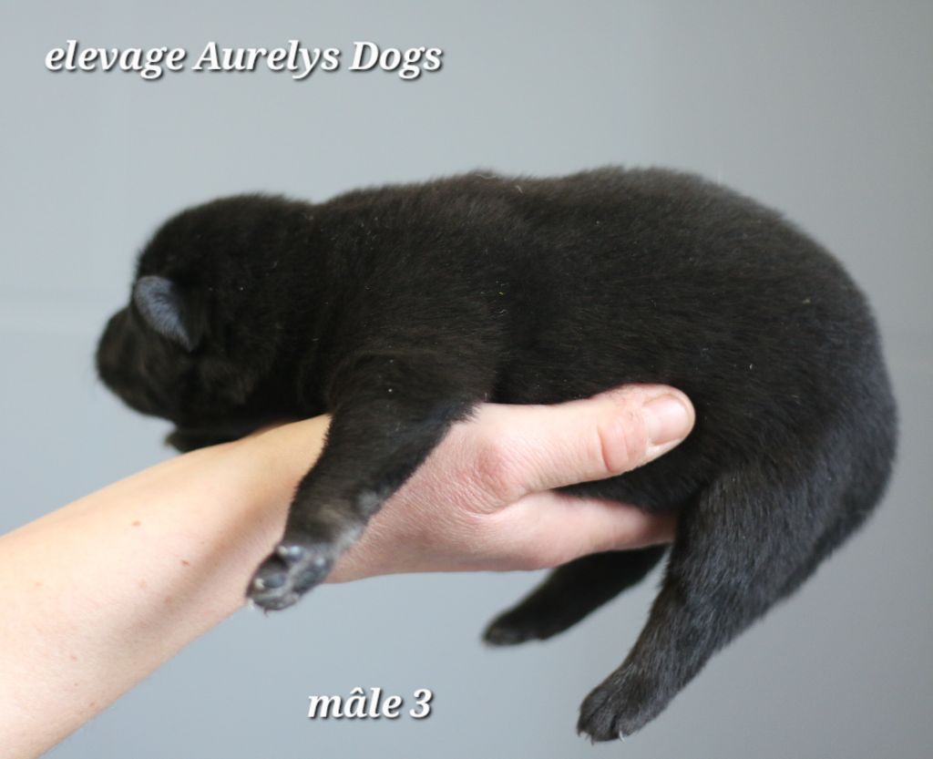 Aurely's Dogs - Chiots disponibles - Eurasier