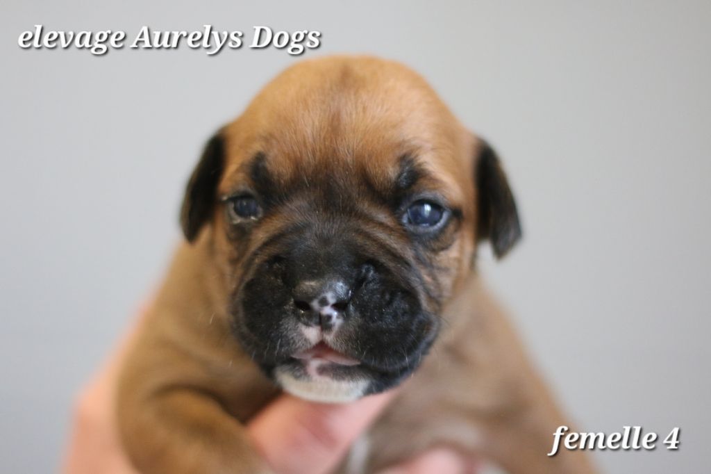 Aurely's Dogs - Chiots disponibles - Bulldog continental