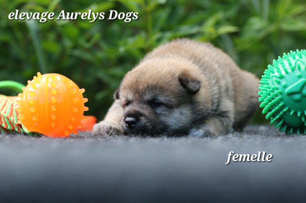 Aurely's Dogs - Chiots disponibles - Shiba