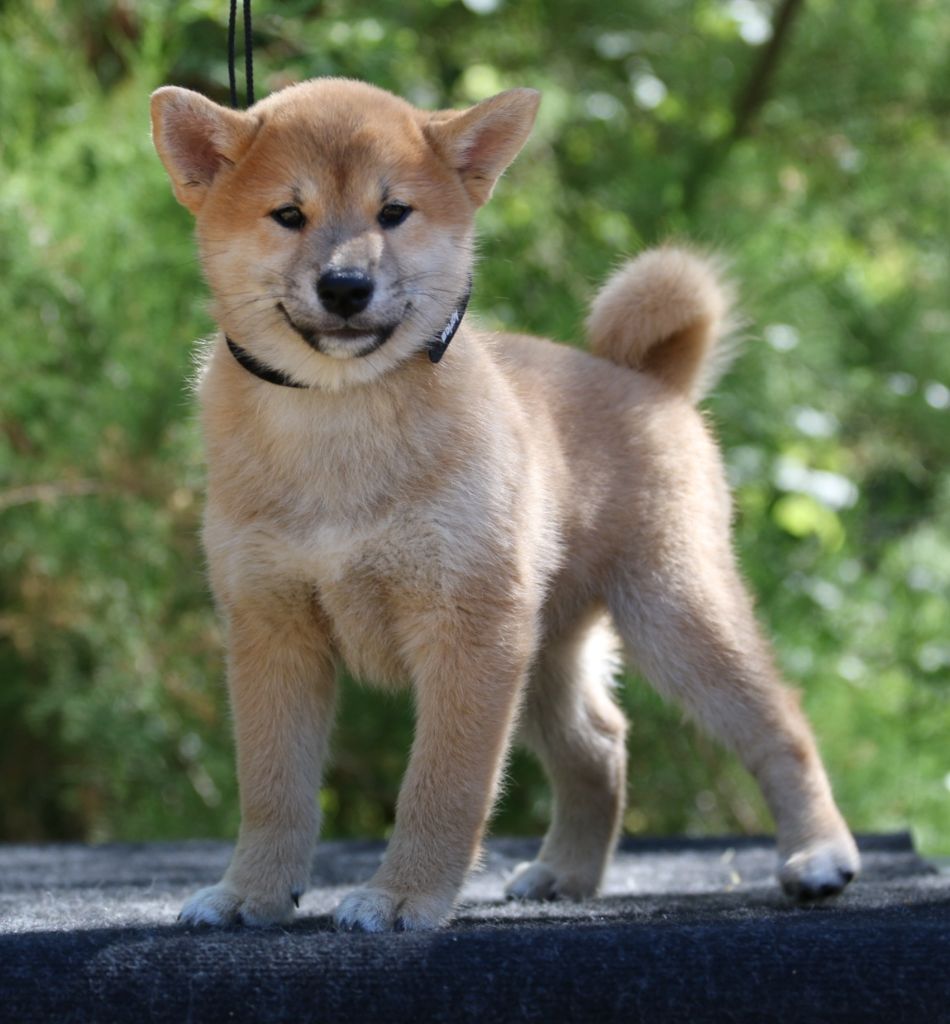 Aurely's Dogs - Chiots disponibles - Shiba