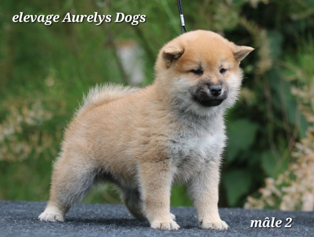 Aurely's Dogs - Chiots disponibles - Shiba