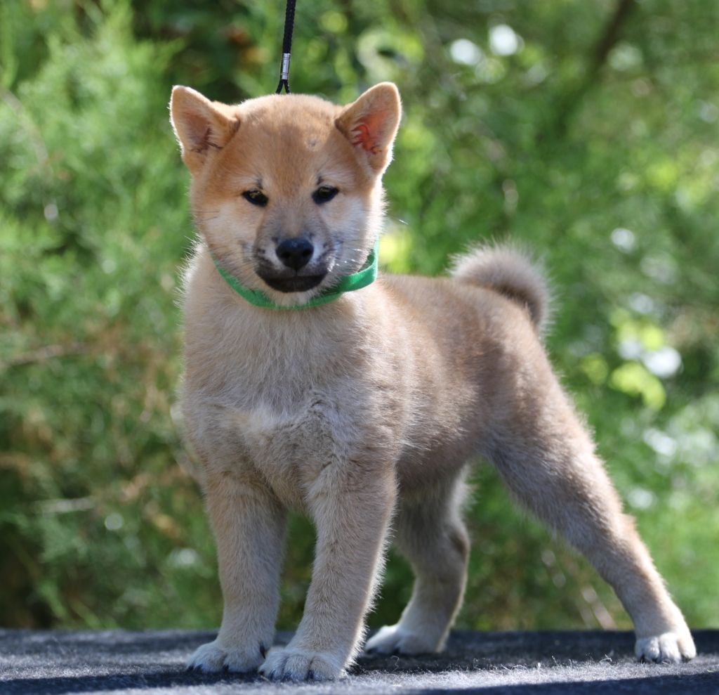 Aurely's Dogs - Chiots disponibles - Shiba