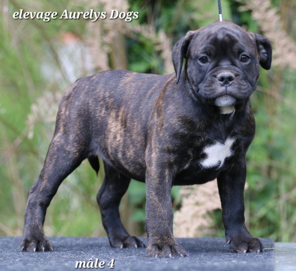 Aurely's Dogs - Chiots disponibles - Bulldog continental