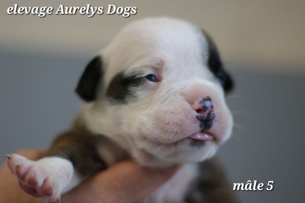 Aurely's Dogs - Chiots disponibles - Bulldog continental