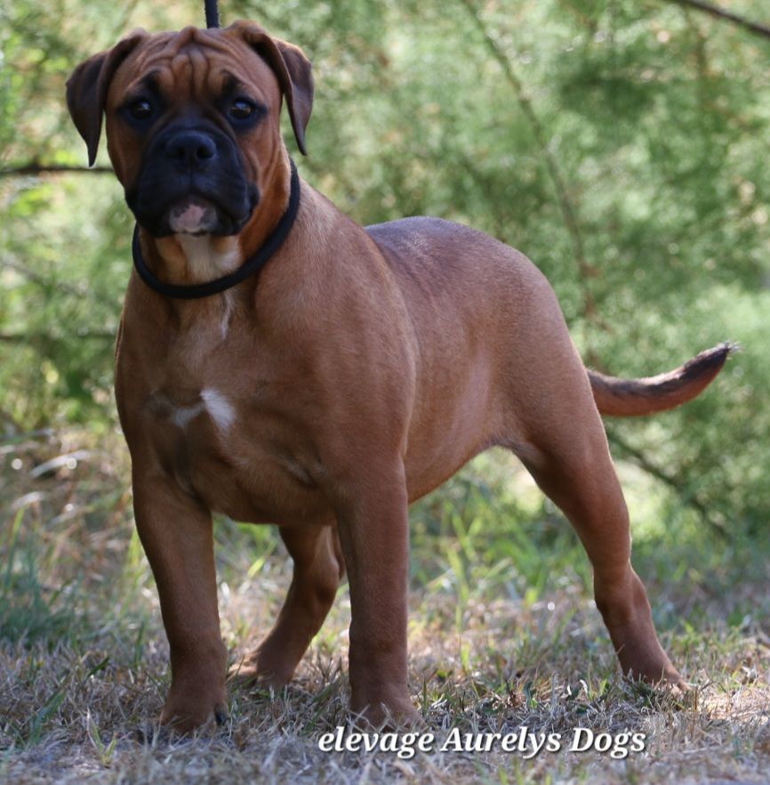 Chiot Bulldog continental Aurely's Dogs