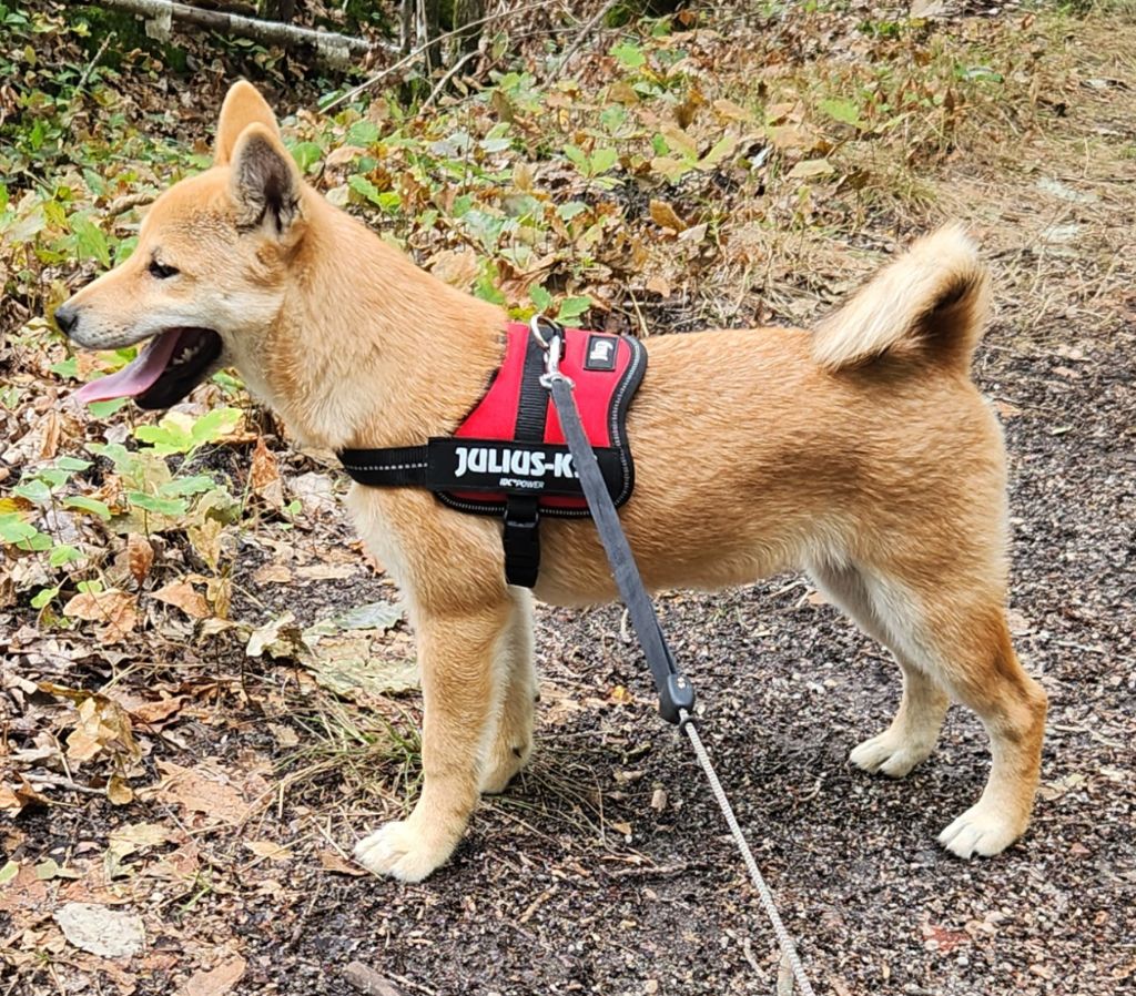 Aurely's Dogs - Chiots disponibles - Shiba